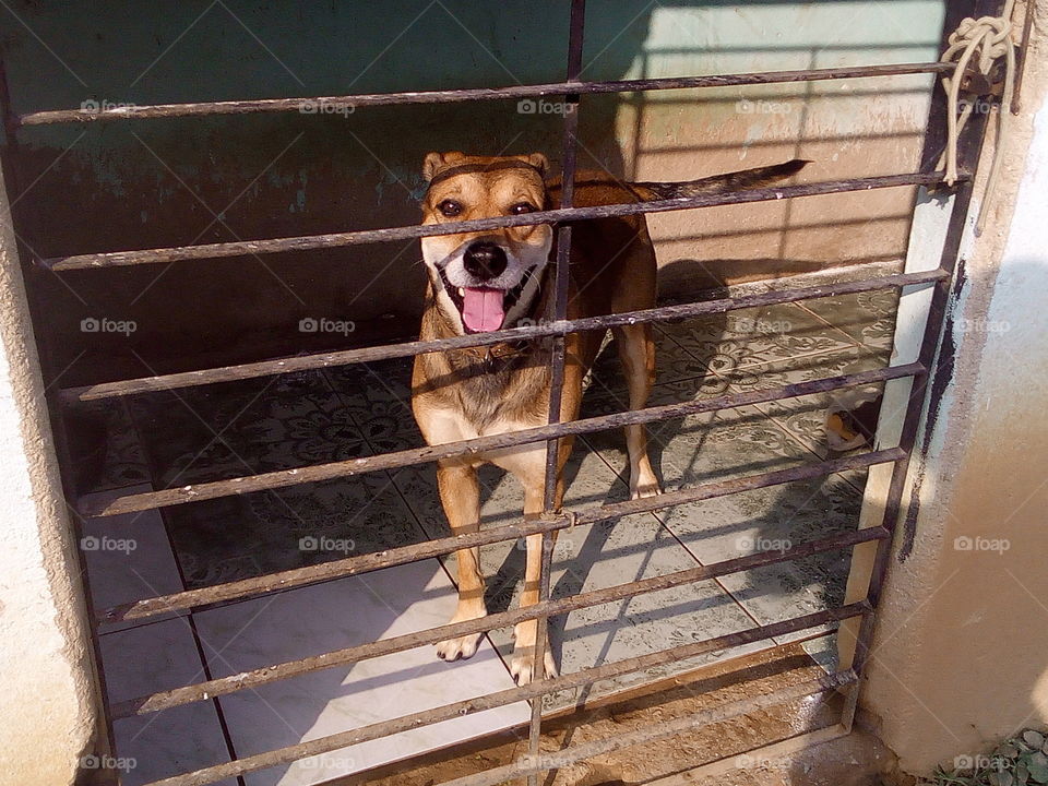 Mammal, No Person, Dog, Fence, Cage