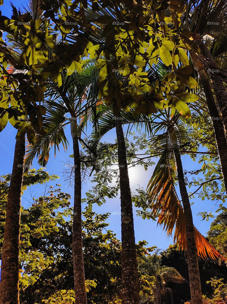 coqueiros e verão