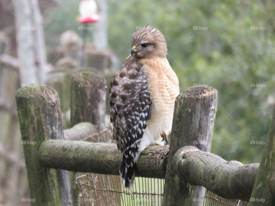 Red-shouldered hawk