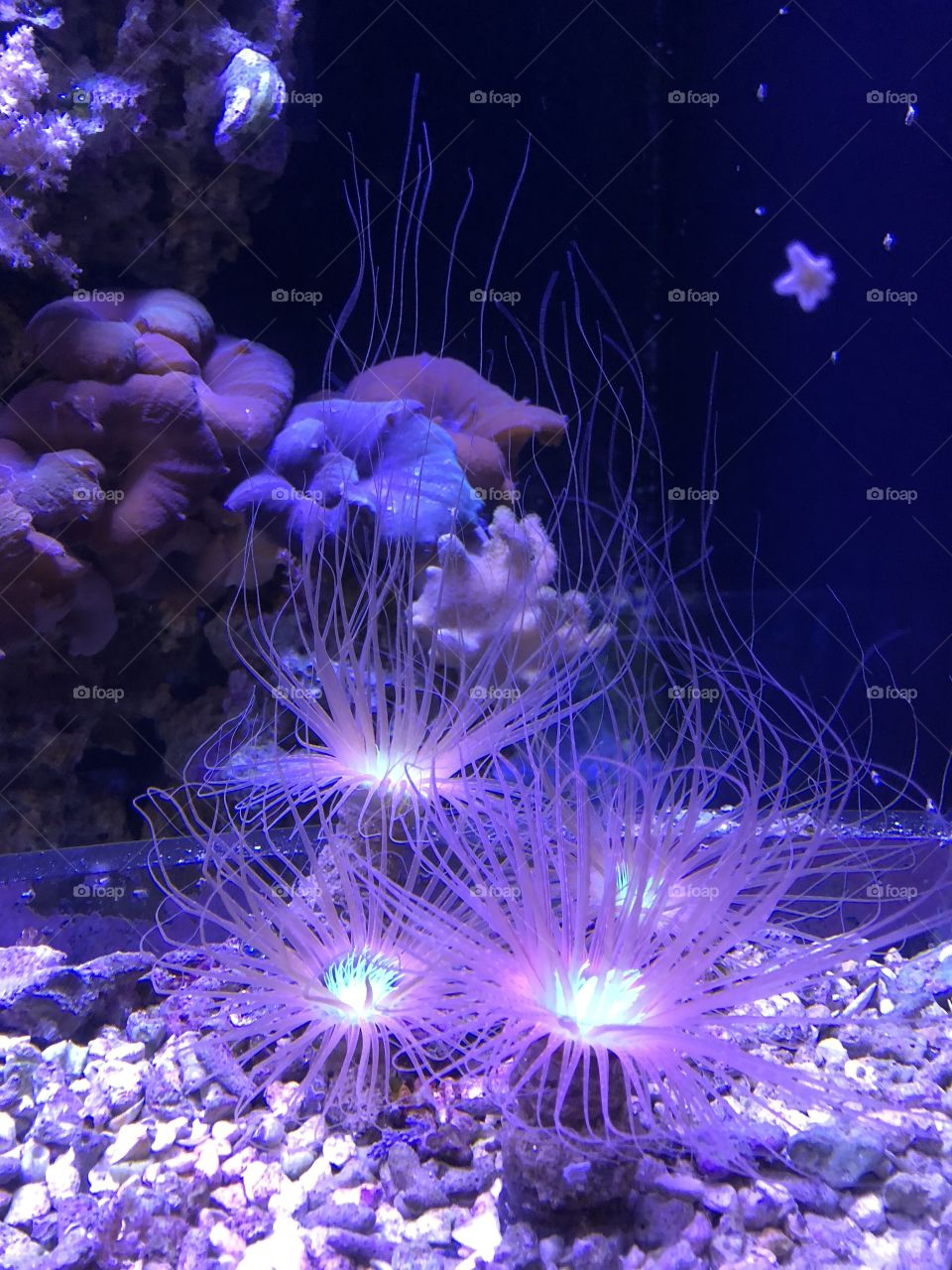 Glowing sea creatures 
