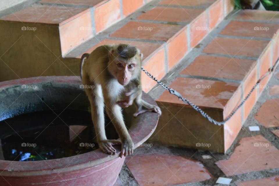 Monkey on chain