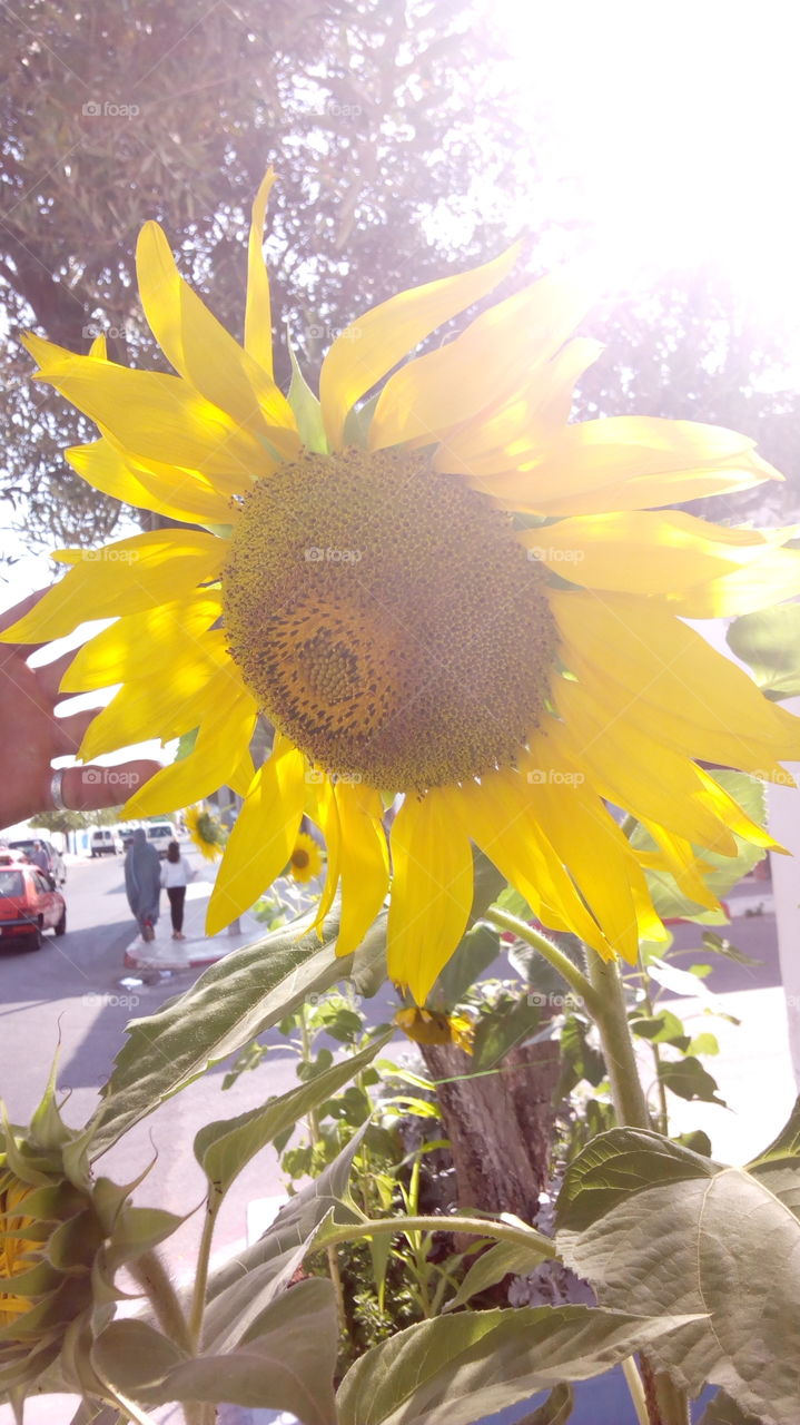 Nature, Flora, Summer, No Person, Flower