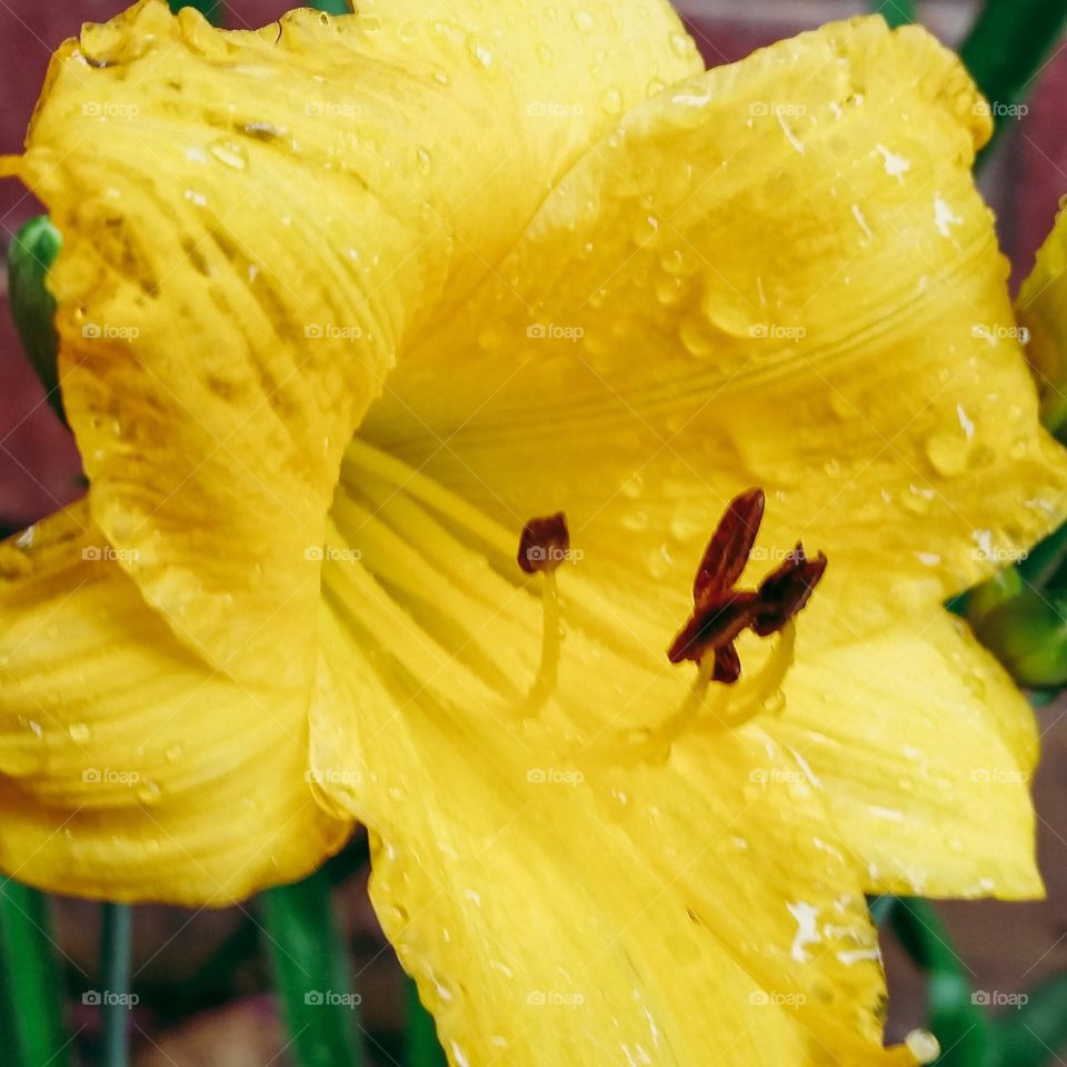 Yellow Lily