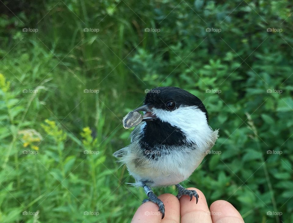 Chickadee 