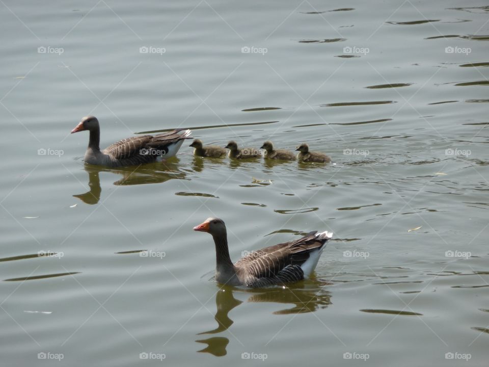A family of geese 