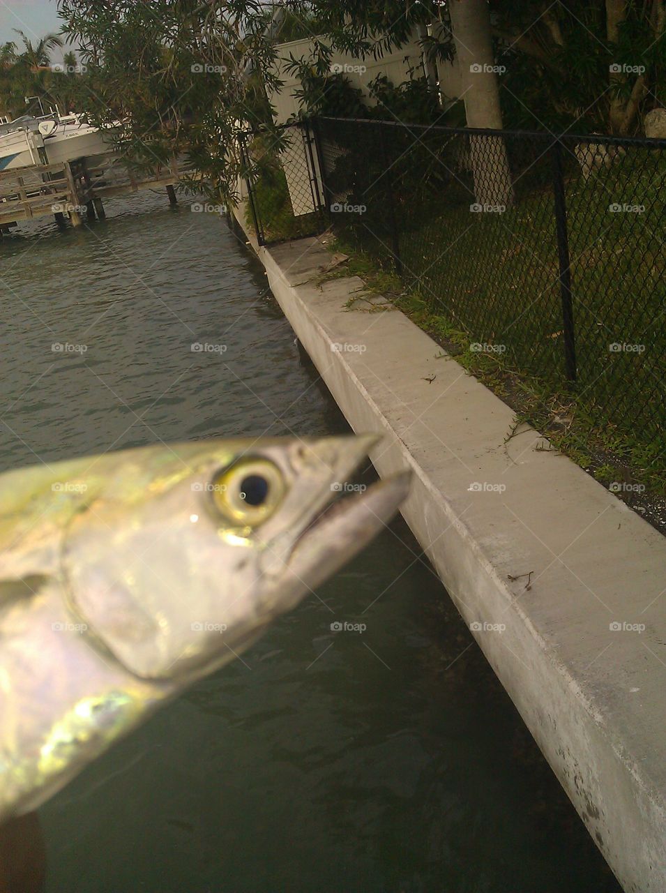 fish caught on the dock
