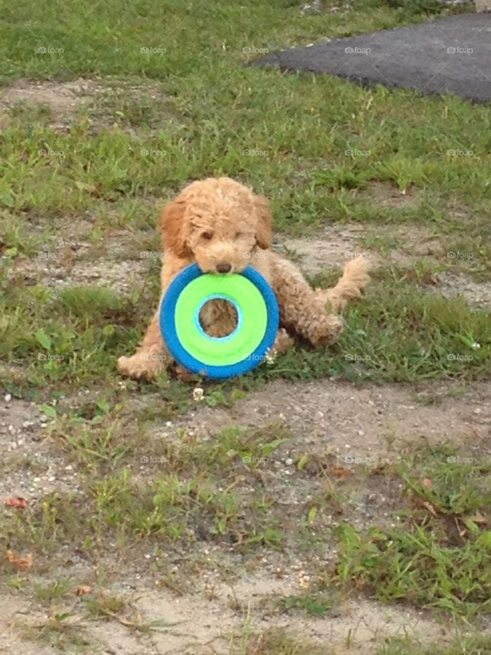Frisbee Pup