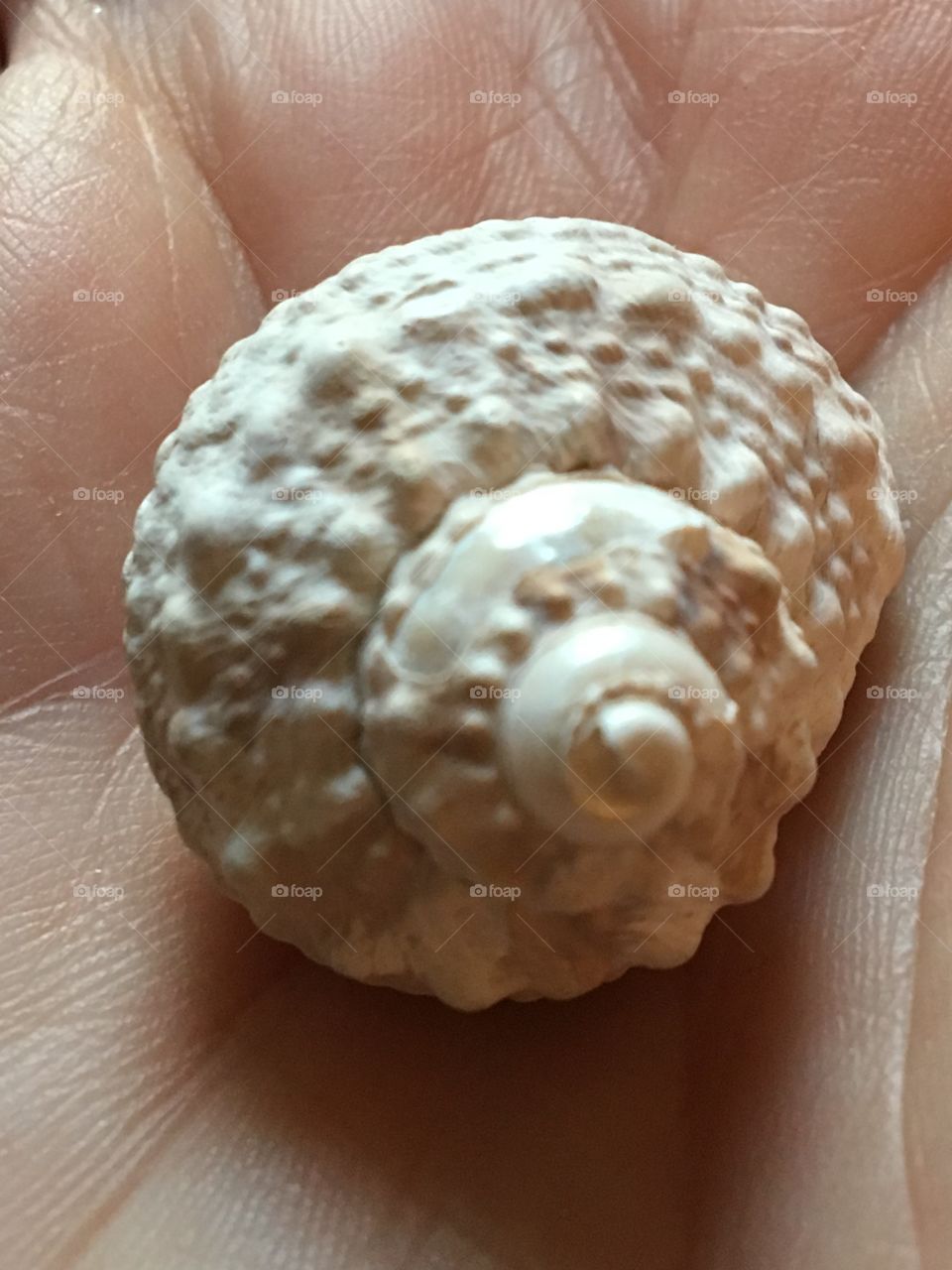 Sea shell