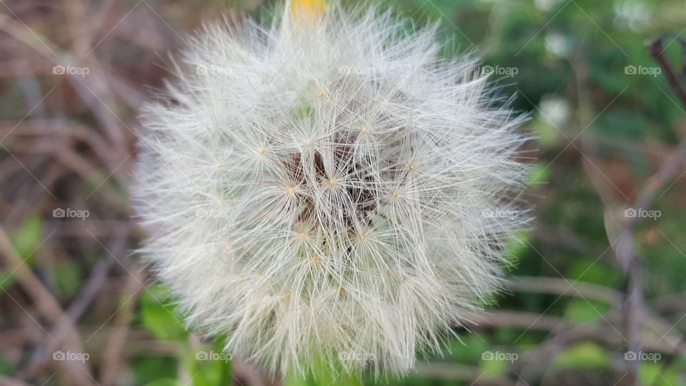 dandelion