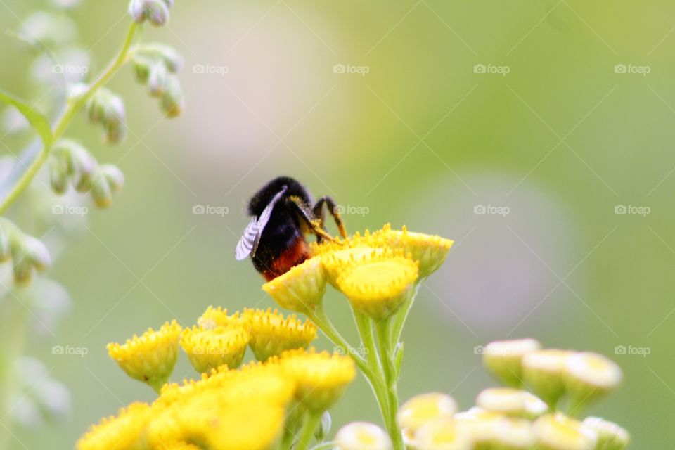 Bumblebee on yellow flowers