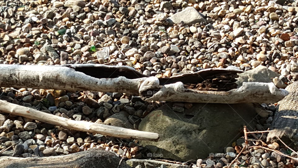 drift wood