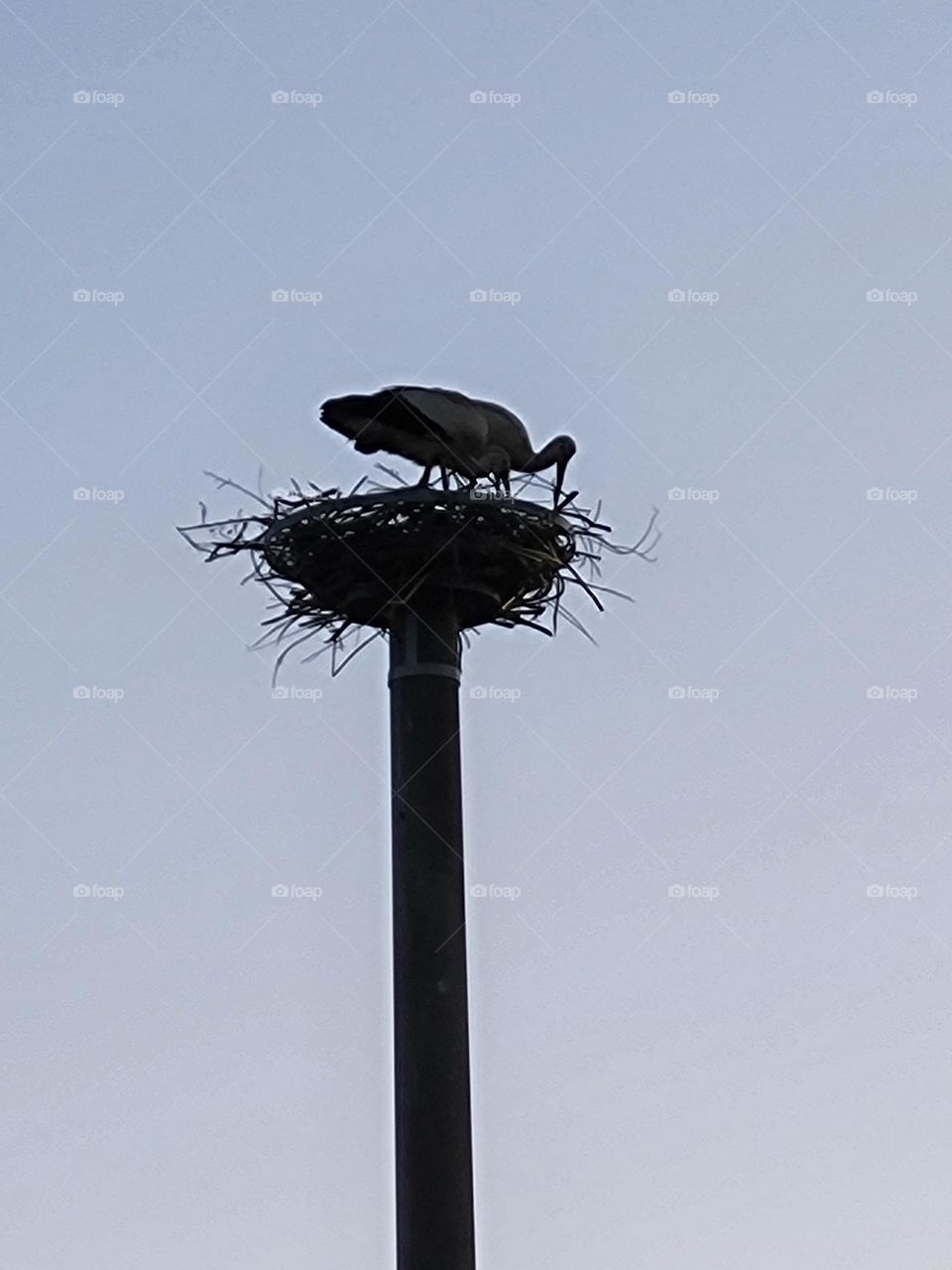stork