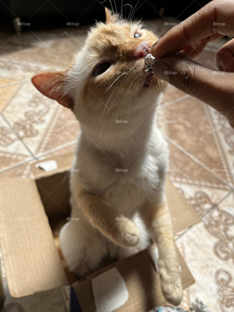 A curious cat in a box playing