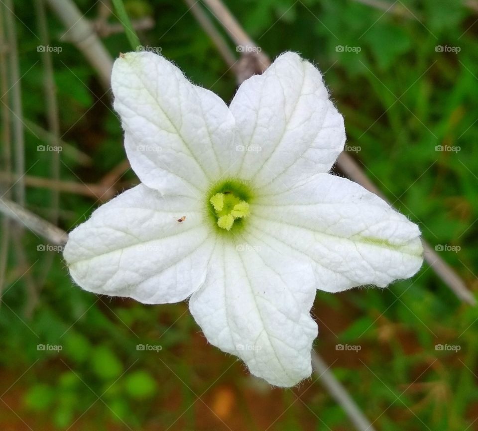 white beautiful flower