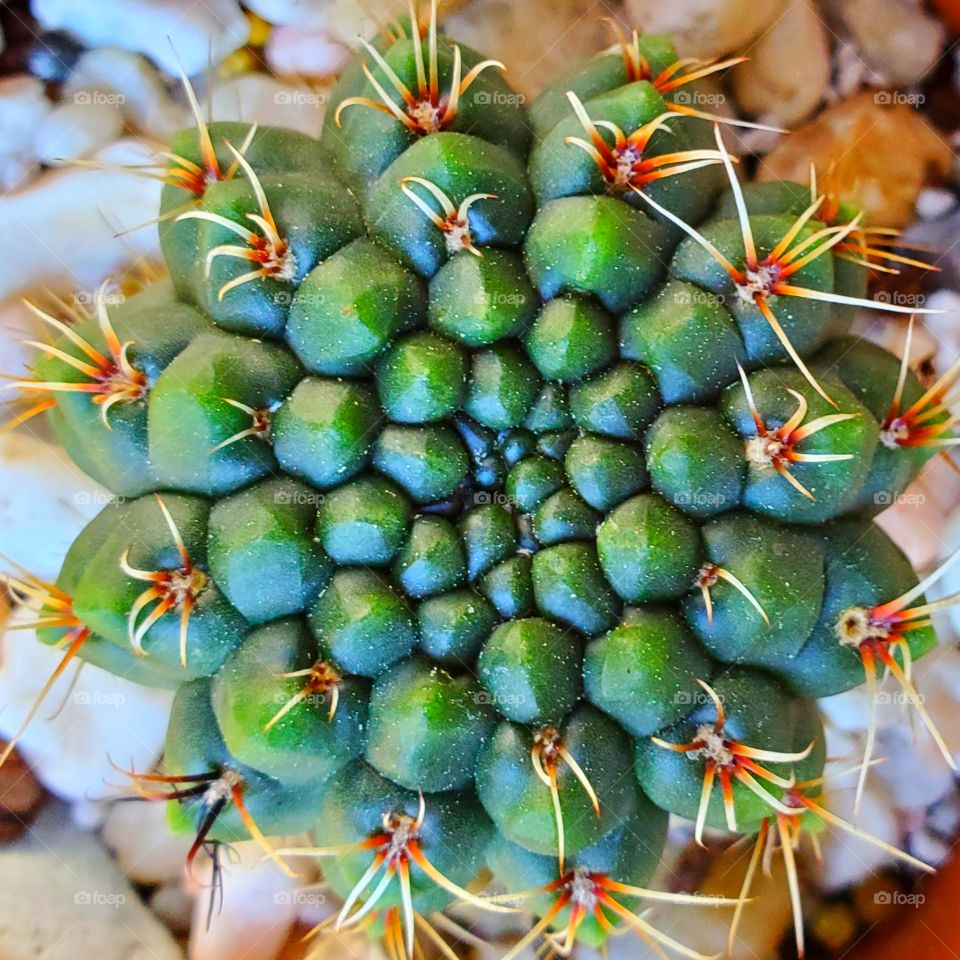 cactus