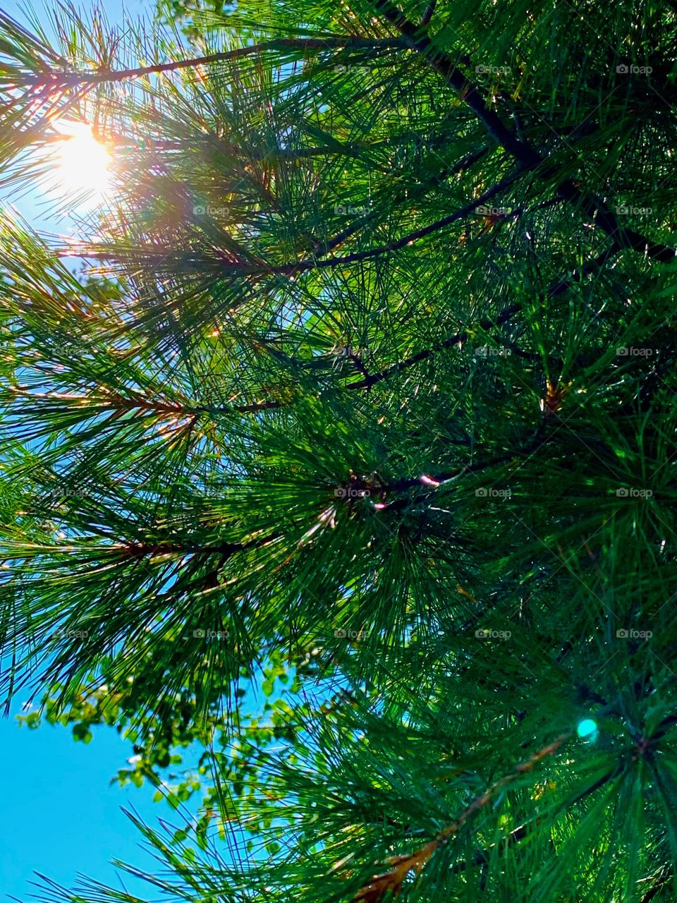colors from sun shining on an evergreen in summer