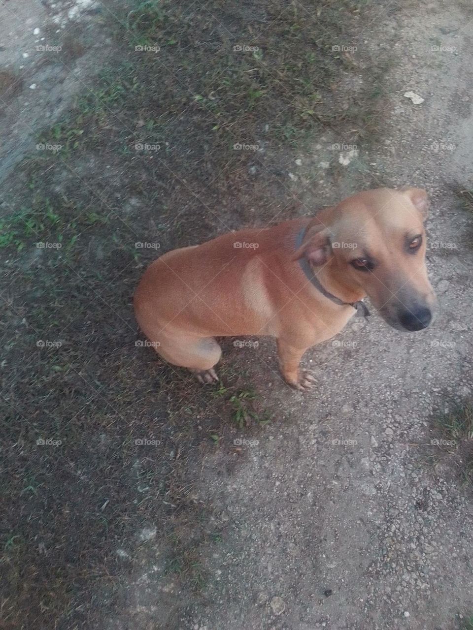 this is one of my favorites friends the reason why he my best is because he is very loving and gently.