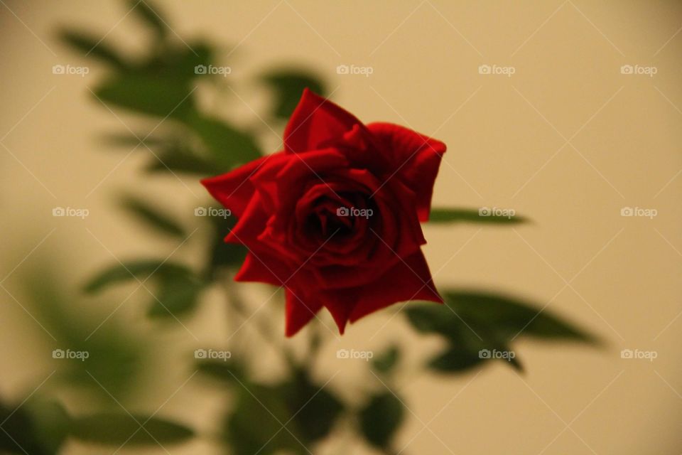 Red rose 