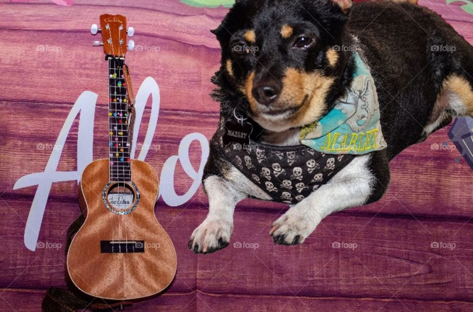 ukulele pup