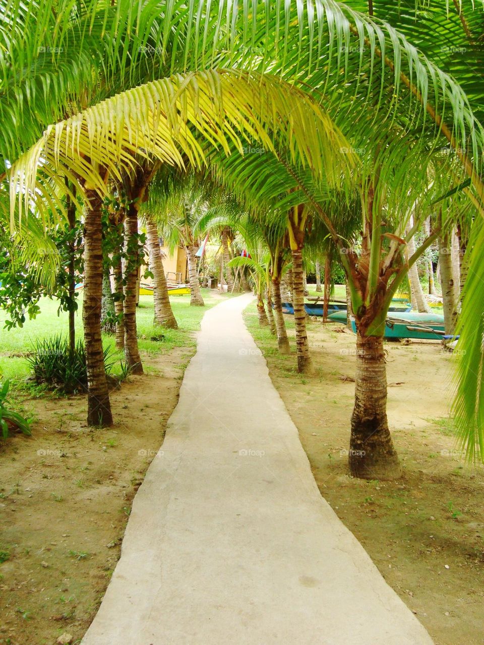 Footpath under the palm trees