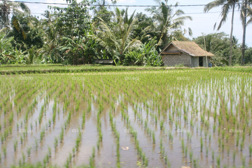 Indonesia