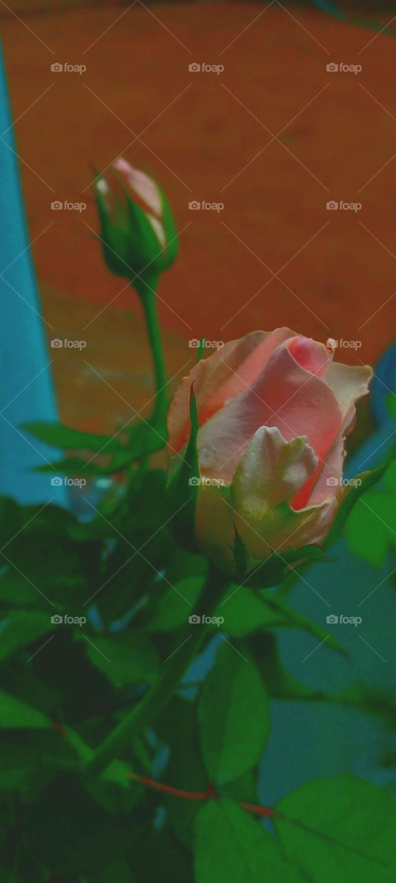 rose flowers, pink, drak, beautiful