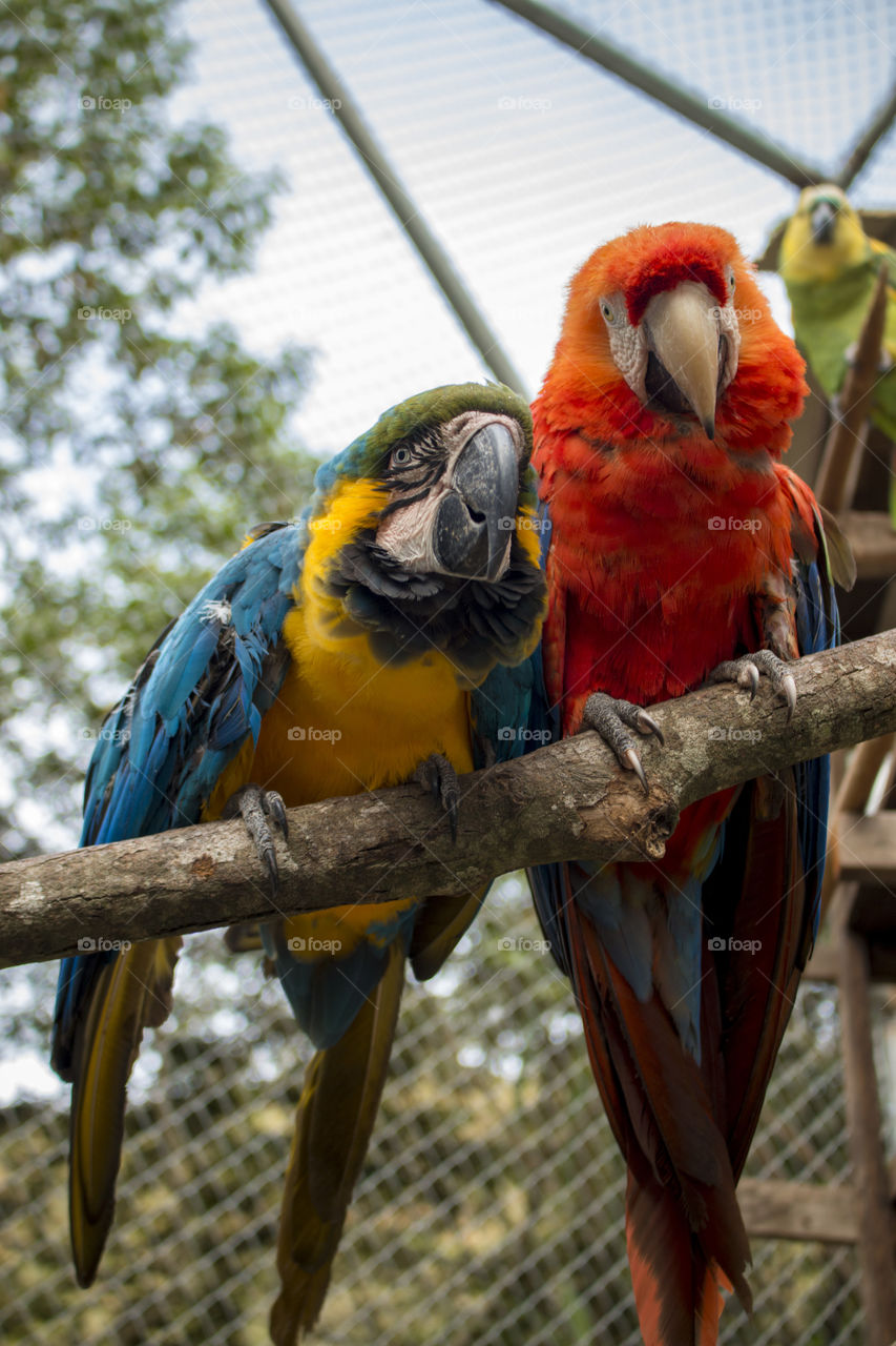 Rescued Blue and Red Macaws 