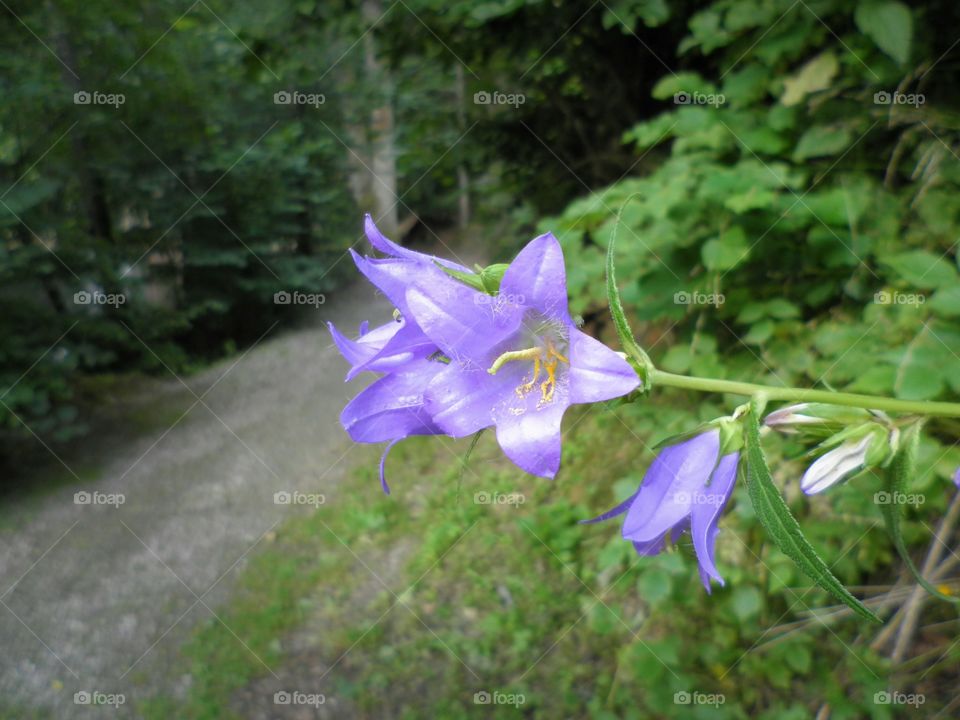 Bellflower