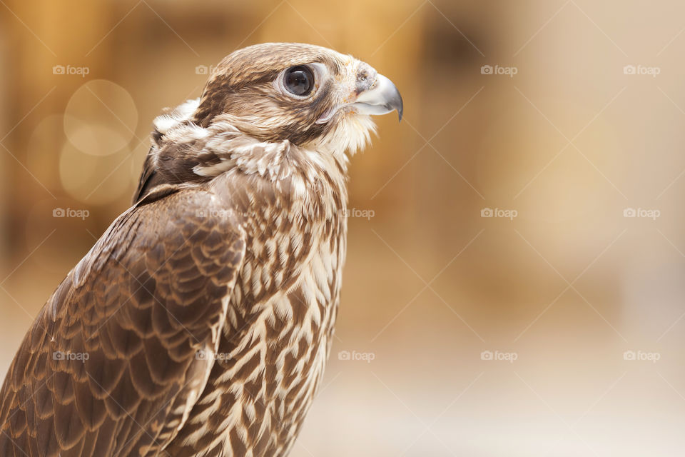 Middle Eastern falcon portrait