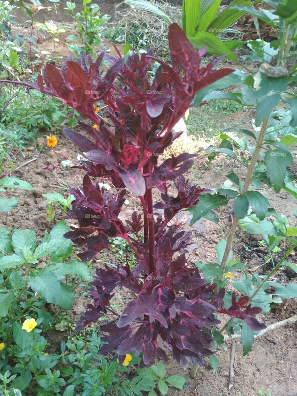 colourful plant
