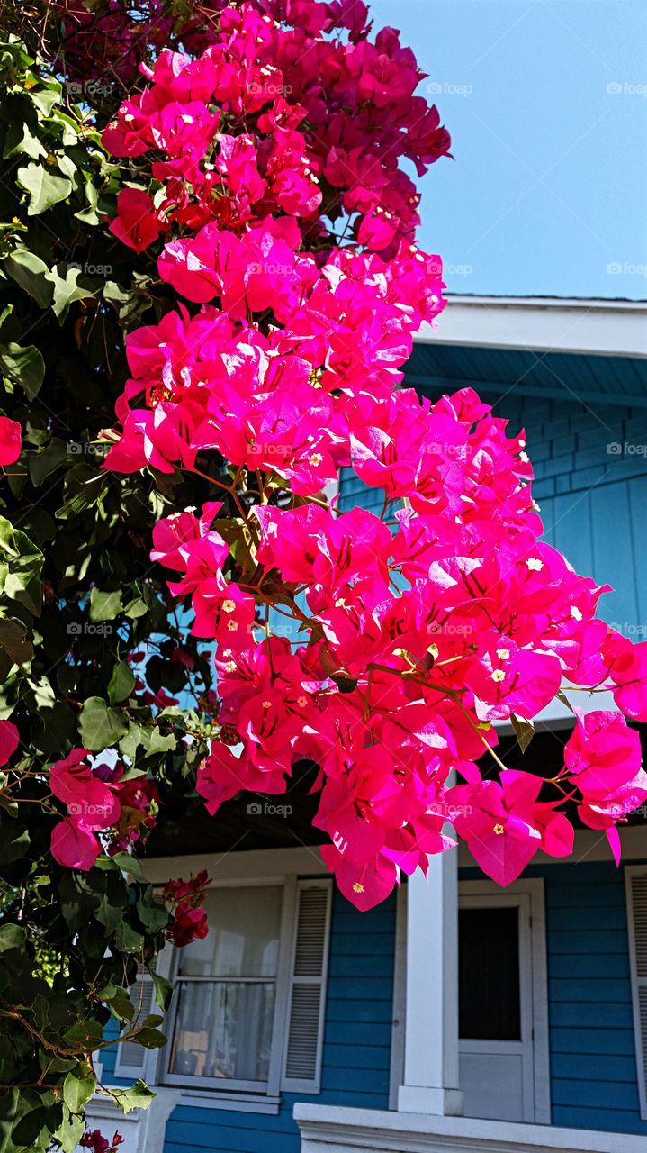 Beautiful Bougainvillea!