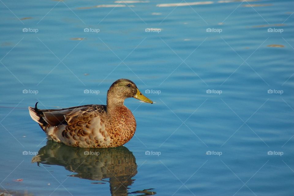Single Female Mallard Duck