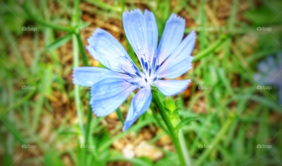 Blue petal flower