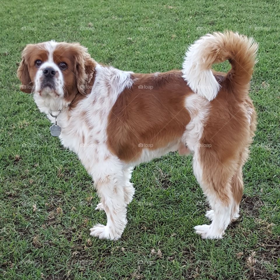 King Charles cavalier dog