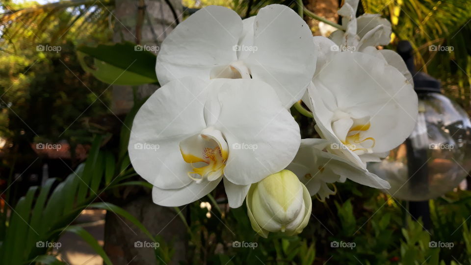 Lindas orquídeas brancas, plantadas em um coqueiro, no meu trabalho. Há várias dessas belezinhas aqui.