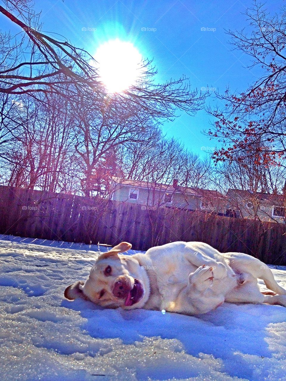 sun trees laying down labrador retriever by jmh