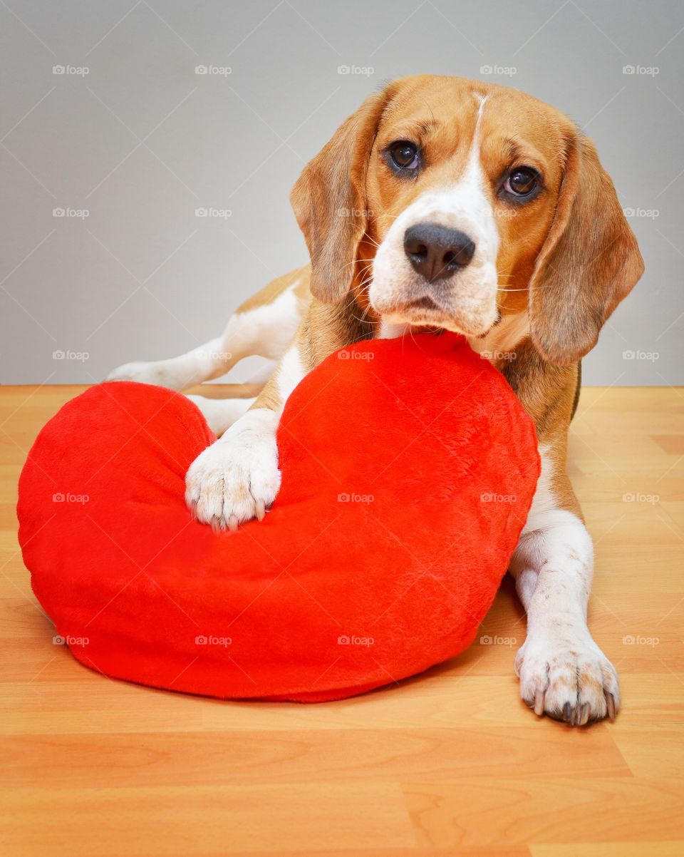 Dog with toy during valentine's day