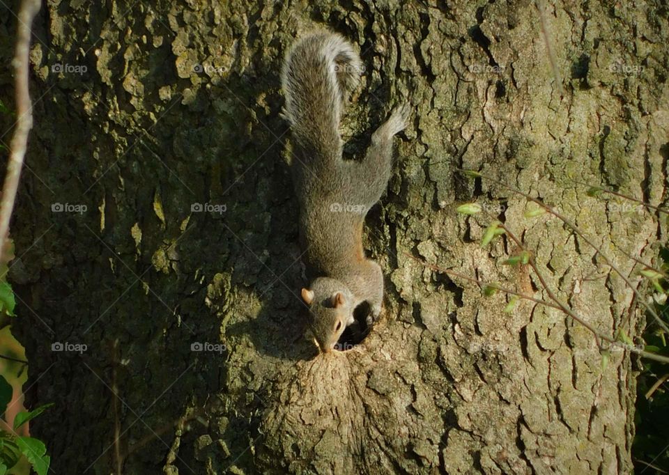 squirrel hiding spot!