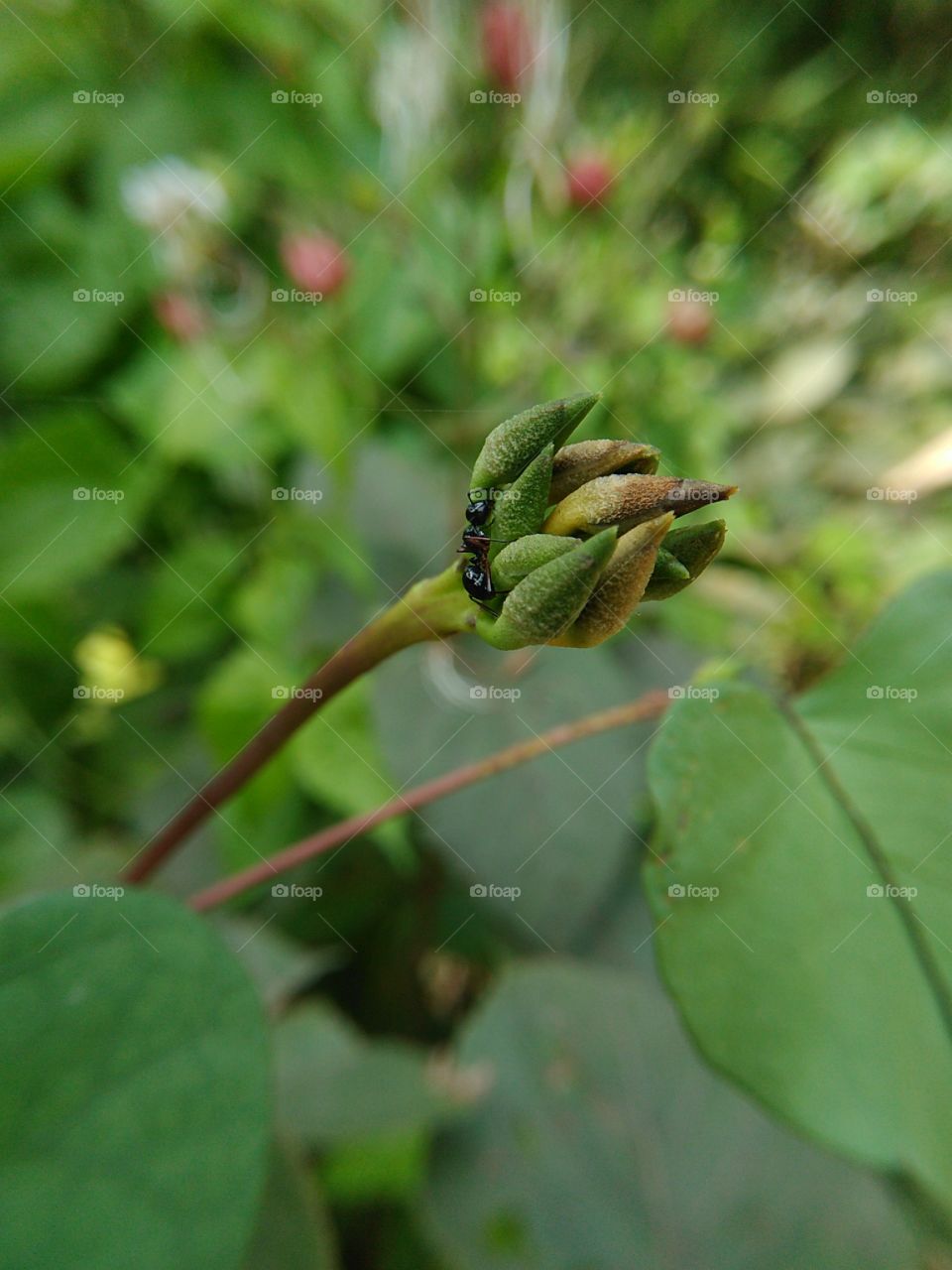 insect on green bud