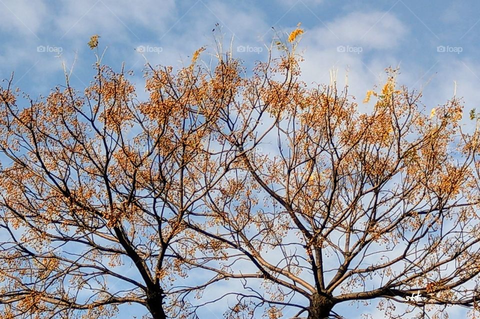 Two bitter trees were in autumn. their golden fruits match black branches look very beautiful and brilliant under the blue sky.