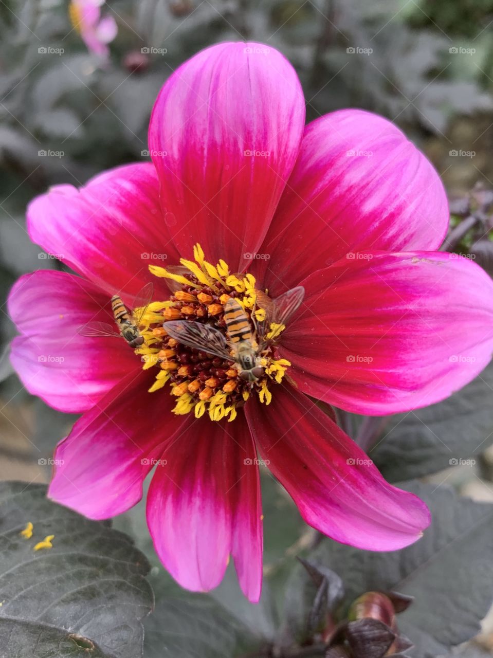 Pink dahlia 