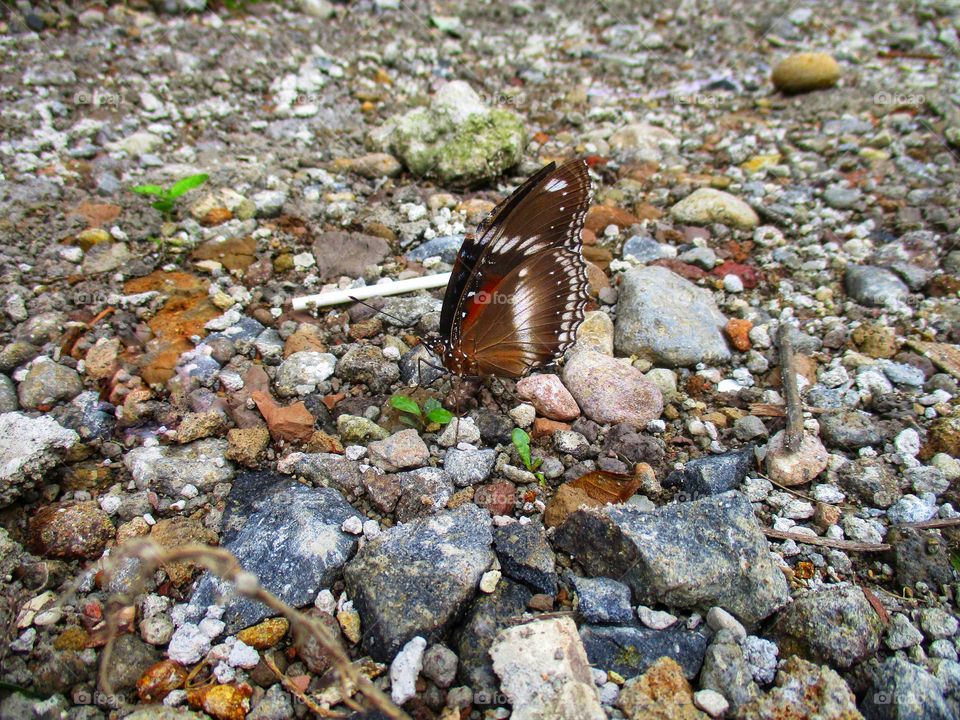 Beautiful butterfly is above the ground