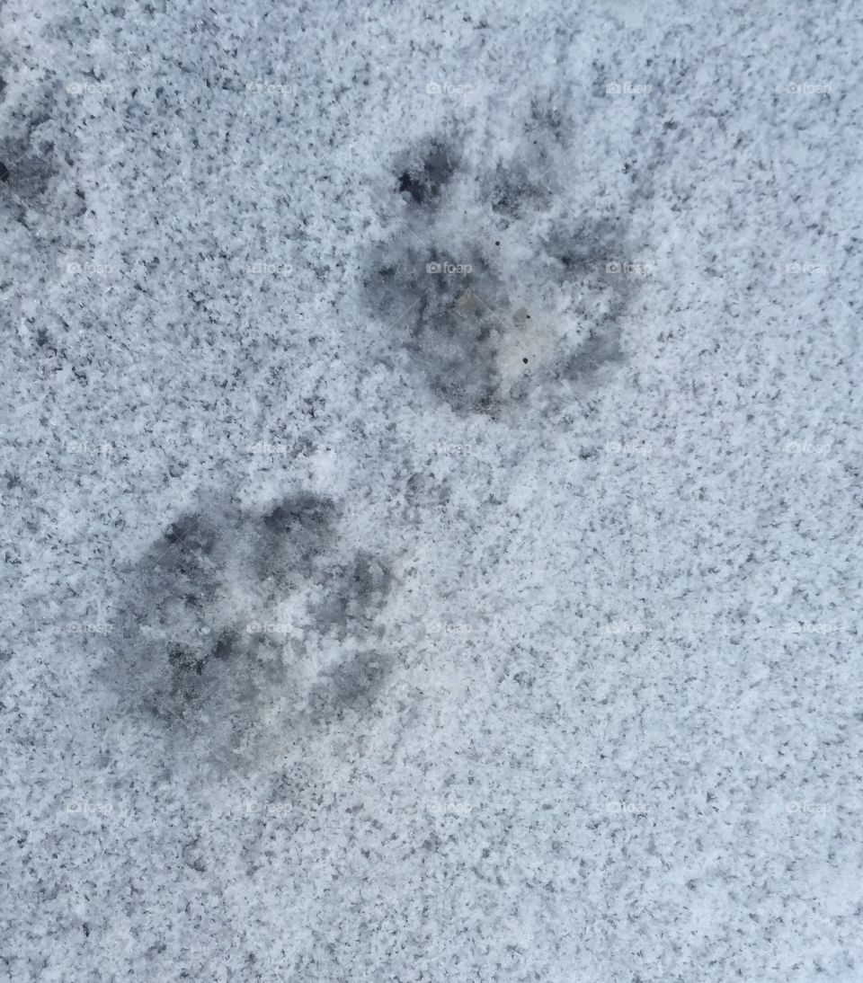 Paw prints in the snow