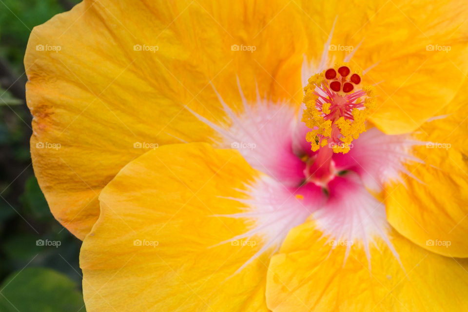 Intense yellow flower fills the whole picture. You can see the pistil and the pollen
