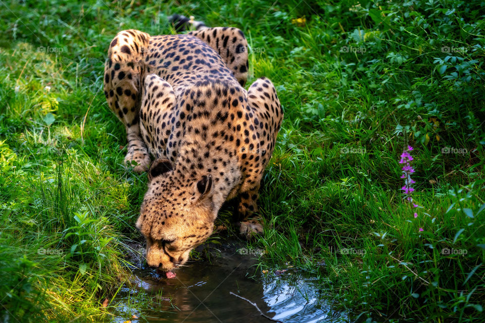 African leopard drinks water from the stream.