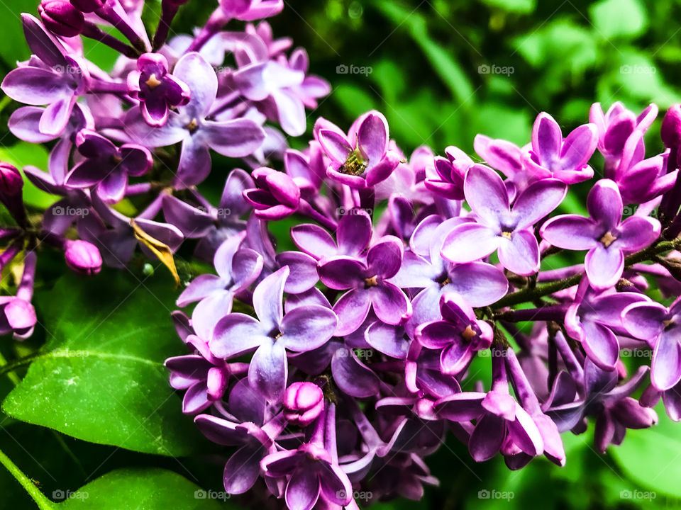 first spring flowers