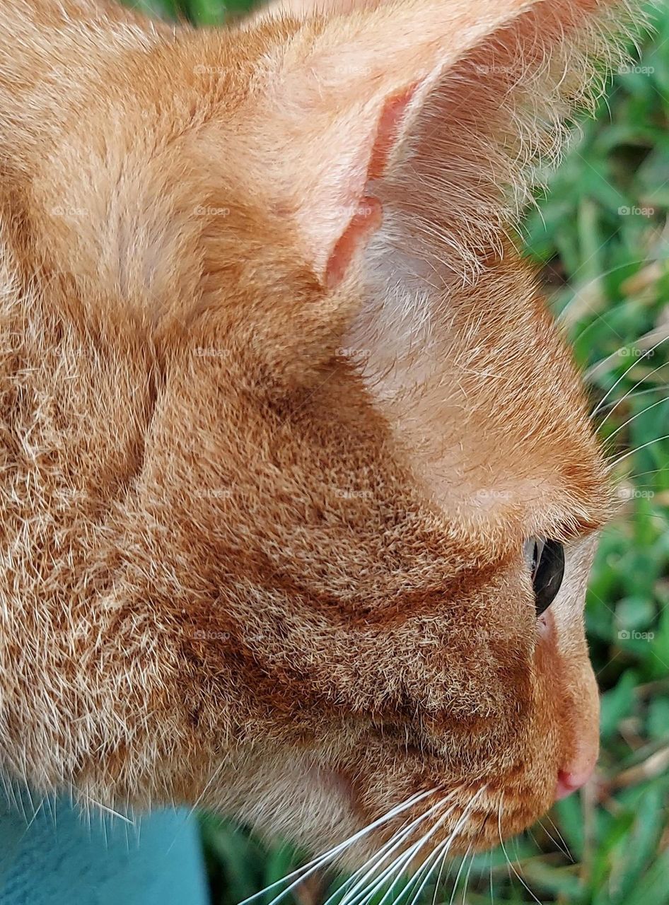 The Crystal Clear Eye of a Cat 🐈!