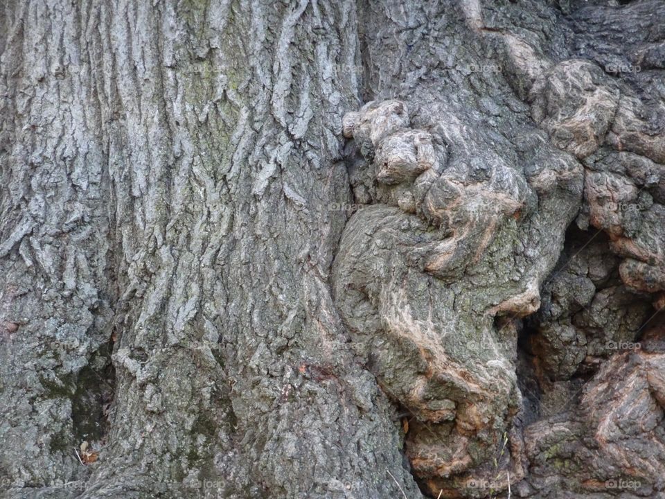 Texture of the tree trunk 