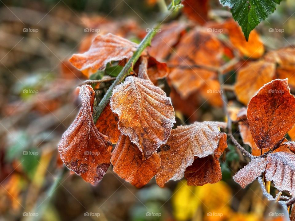 Frosted leaves in december