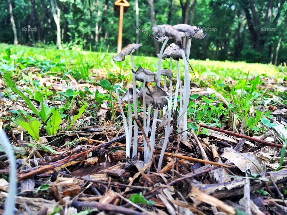 Mushrooms 